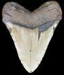 Bargain, Megalodon Tooth - North Carolina #48293-2